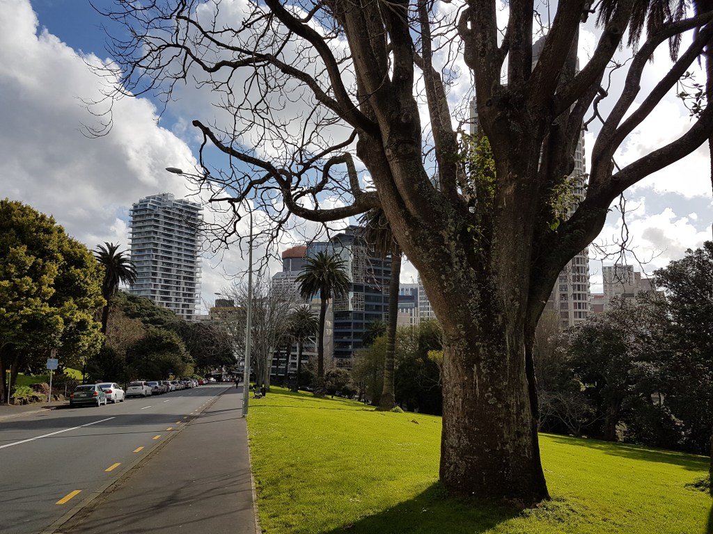 A large tree in the foreground, with Sydney buildings in the background