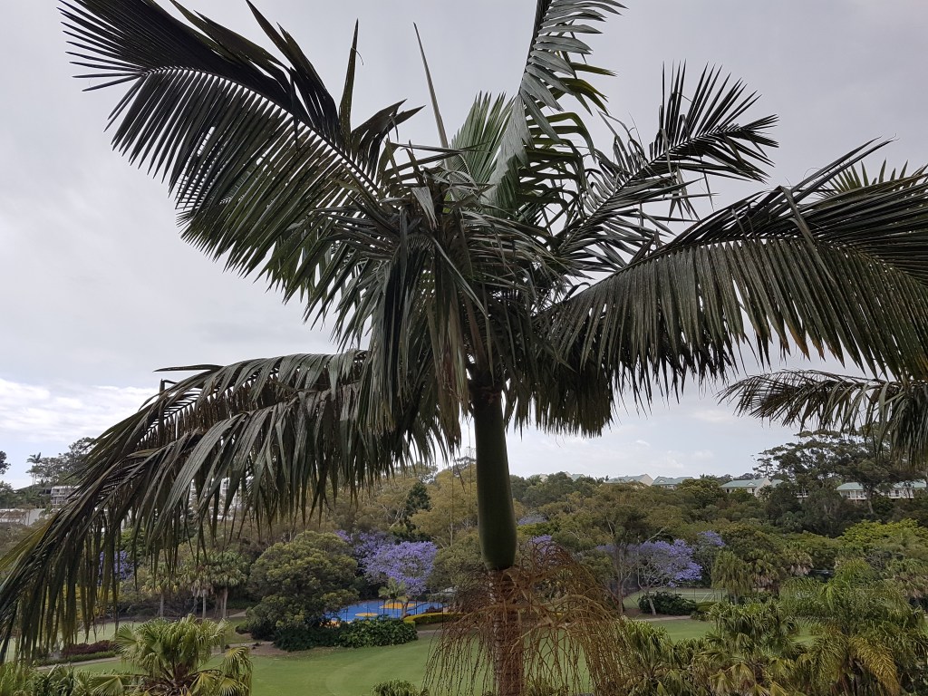 A large palm tree towers over a large field, with a hotel site in the background