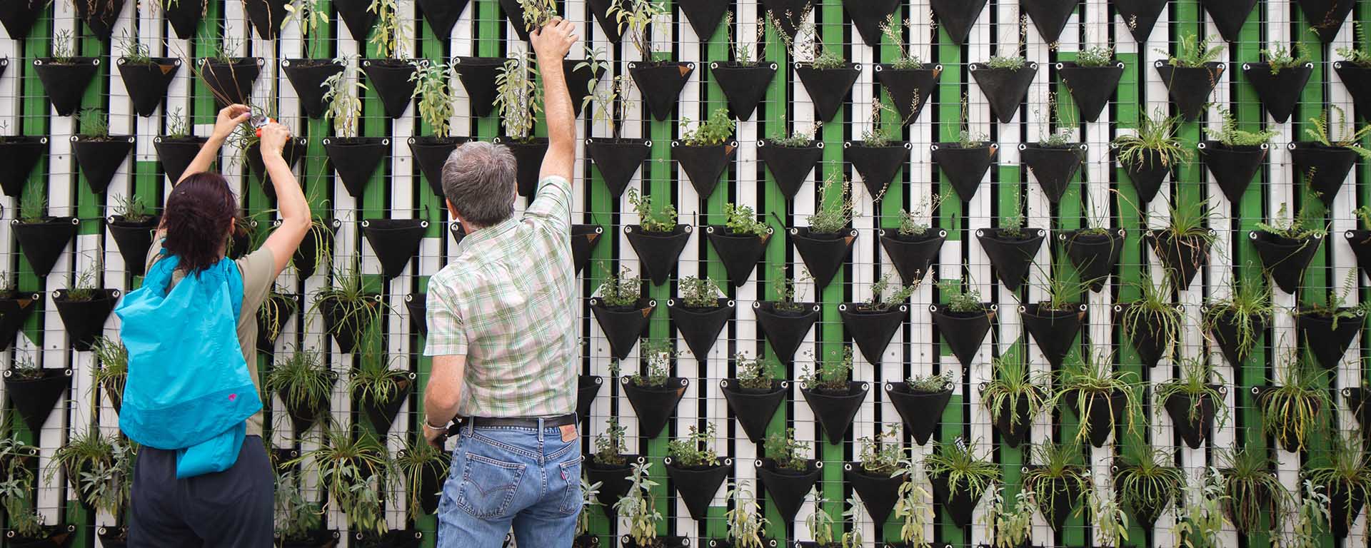 A Black woman and white man reach up to a wall filled with small plants