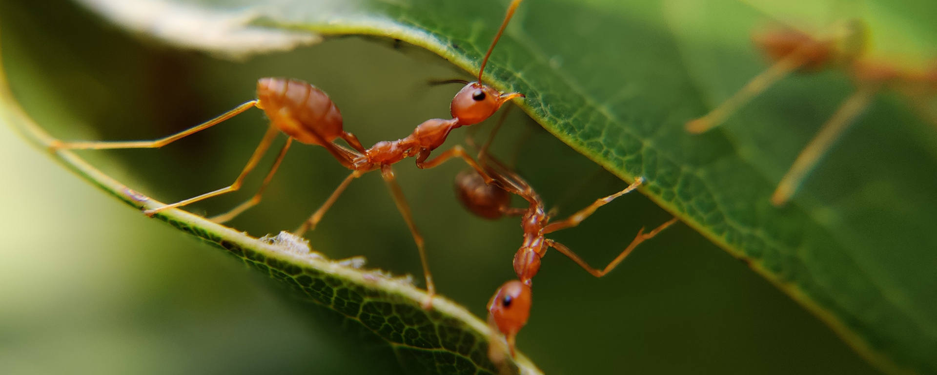 Close up of ants working together on a leaf