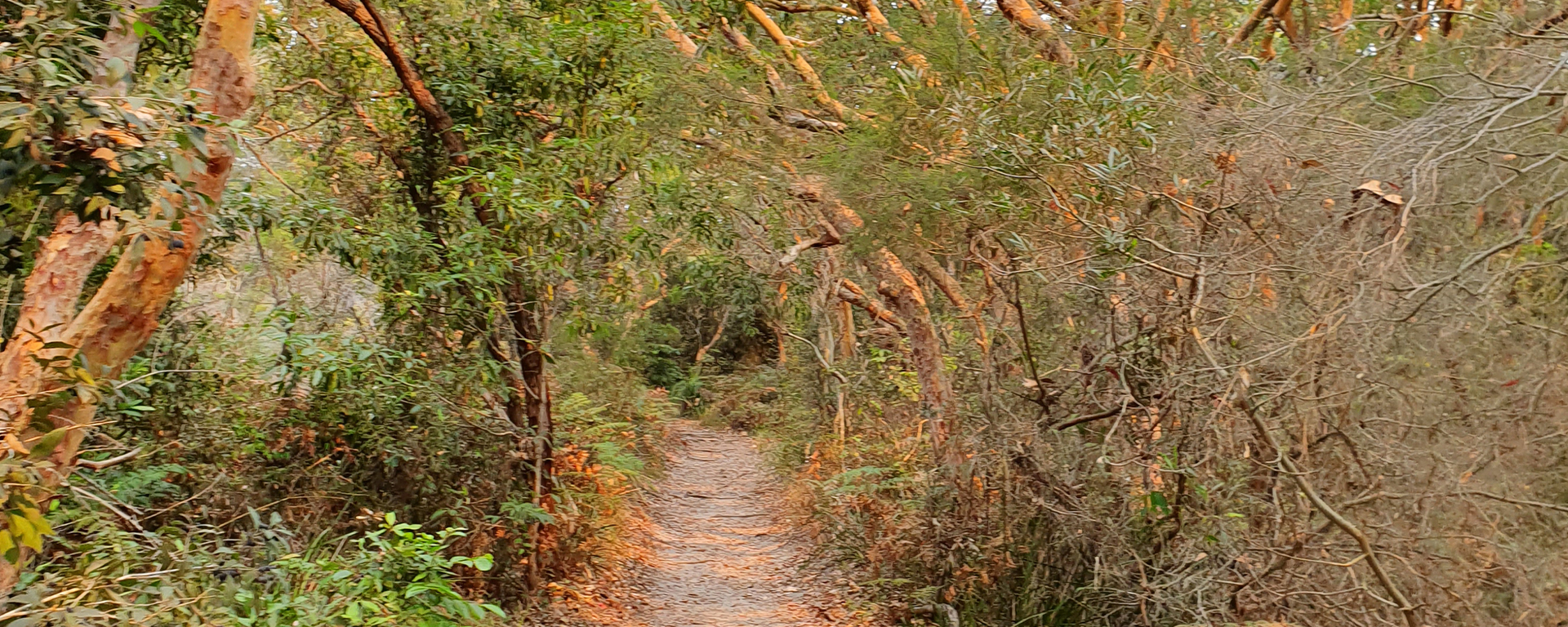 Path in the bush, in La Perouse,Sydney