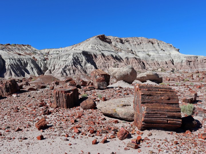 Large logs, fallen tree stumps, and chips of red wood lie in the foreground. In the background are large arrid rock mounds
