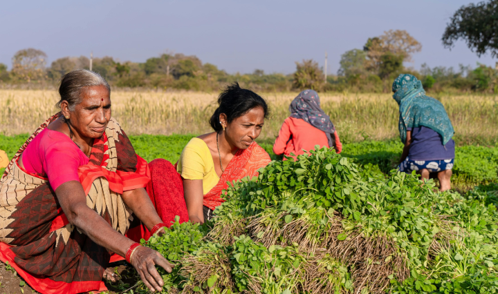 Women farmers crouch as they harvest crops in a large field