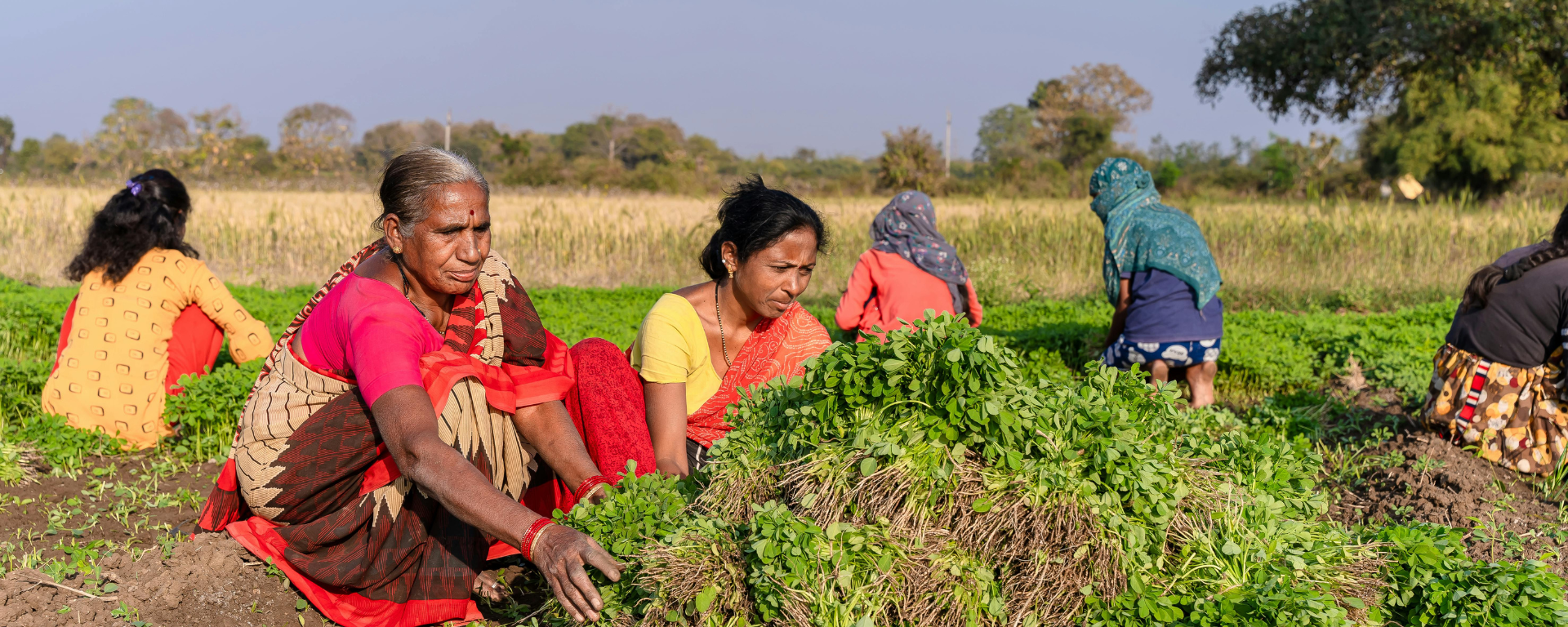 Women farmers crouch as they harvest crops in a large field
